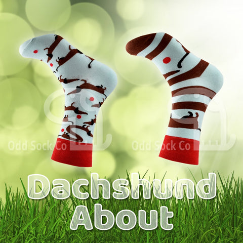 Dachshund About Socks