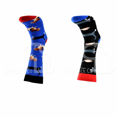 Dogs Cats Mice Themed Socks Odd Sock Co Front View